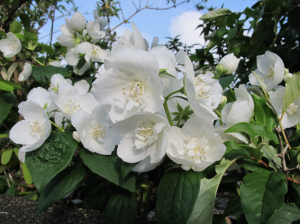 花の咲かないバイカウツギ 移ろい